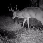 Browning trail cameras review.