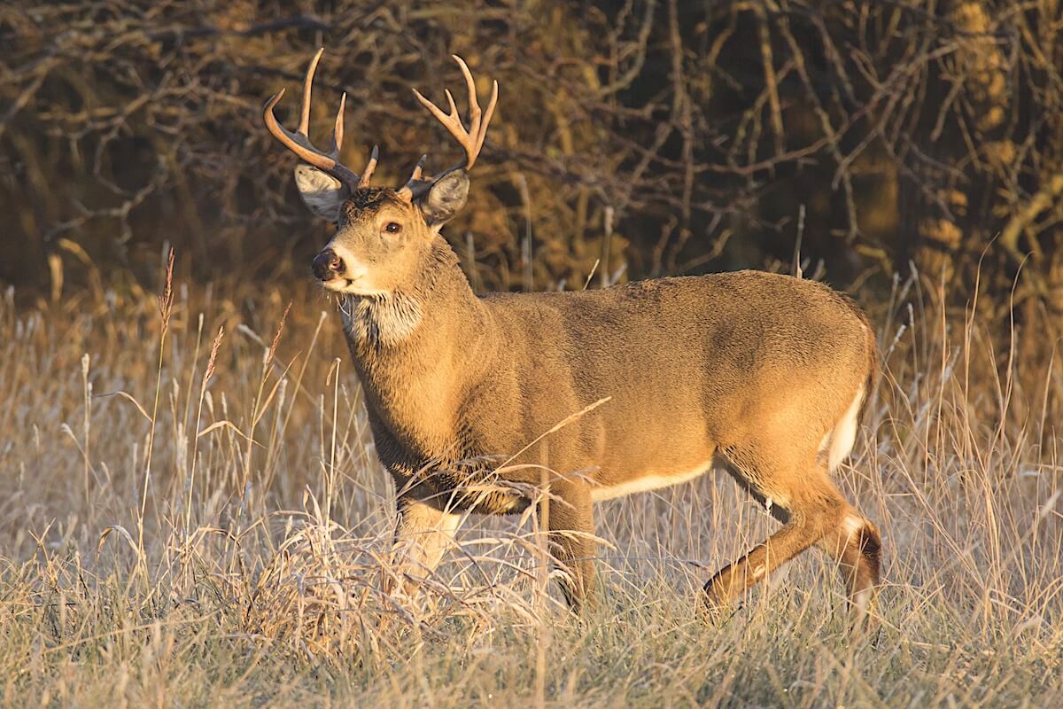 Deer Hunting in the Rain | Perfect Proven Process